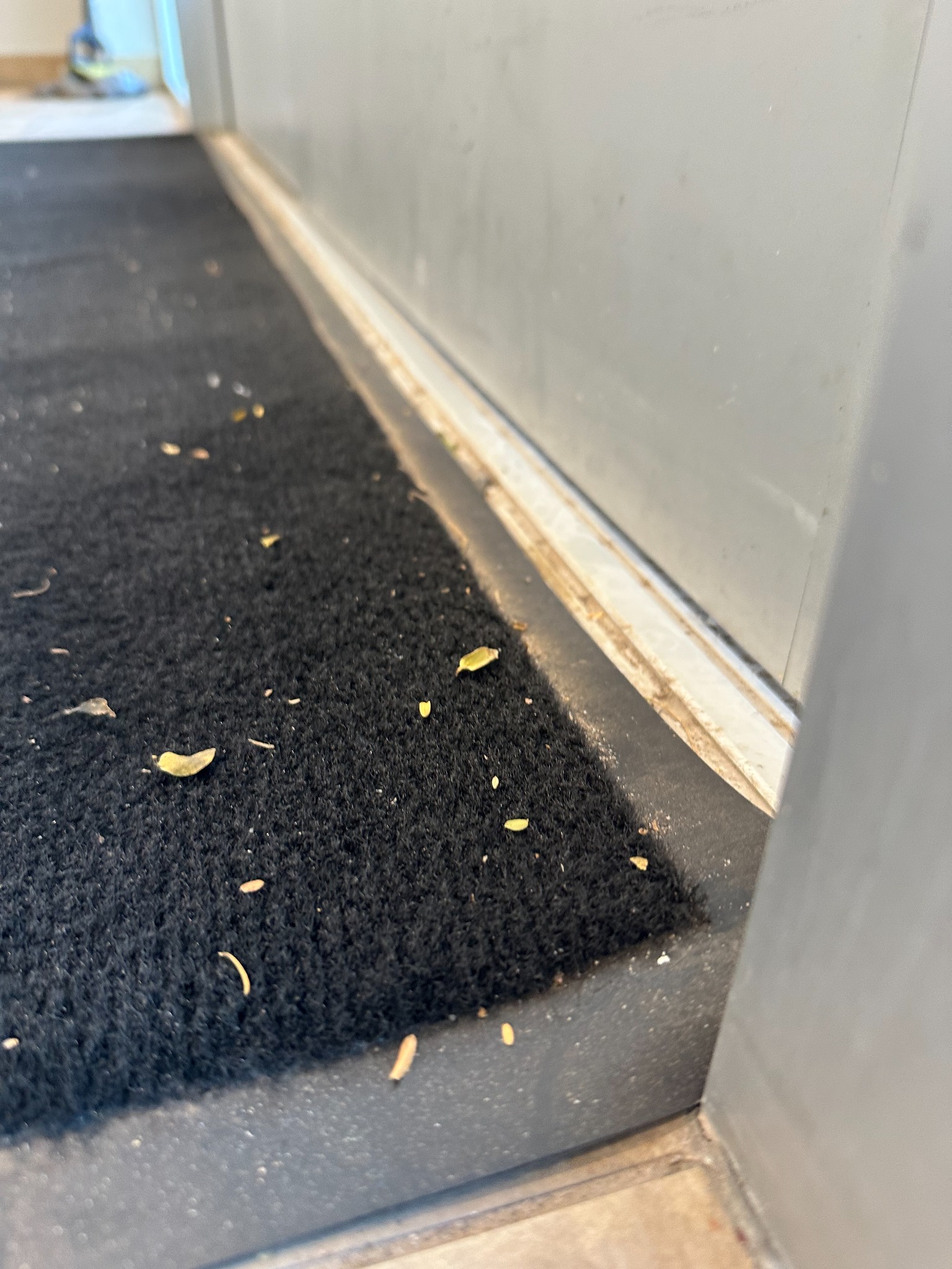 Leaves and debris embedded in a commercial entrance mat before cleaning